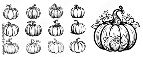Pumpkin Vector Illustration Set, Detailed Autumn Harvest Vegetable Icons, Halloween Squash Engraving Style Drawings, Fall Seasonal Food Elements