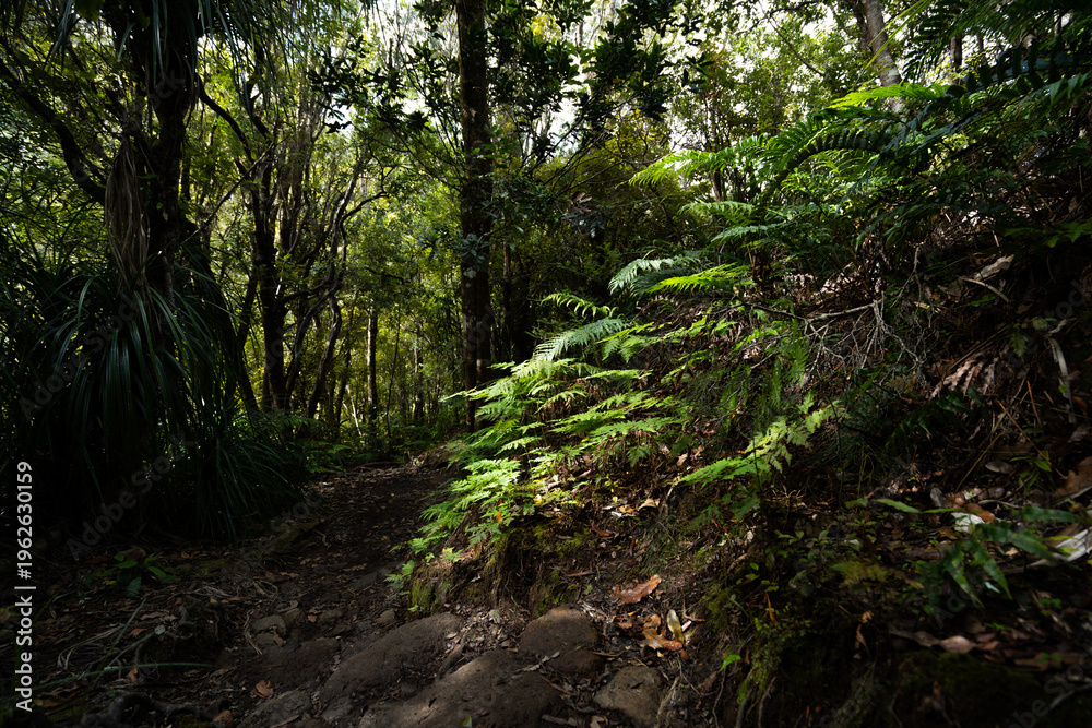 Fototapeta premium fern in the forest