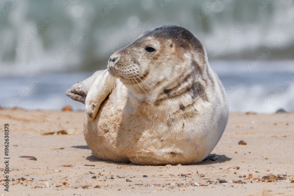 Naklejka premium Grey Seal Pup On Horsey Beach - _MG_5657