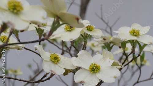 white flowers of a tree
