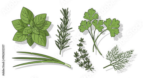 Vector illustration set of fresh culinary herbs. Basil, rosemary, parsley, thyme, and dill isolated on white