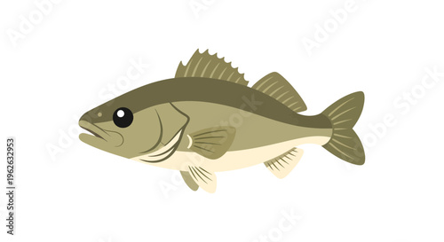 Stylized vector illustration of a walleye fish on an isolated white background