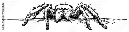 Tarantula or Jumping Spider Close Up Sketch Hairy Arachnid and Exotic Insect Wildlife Art