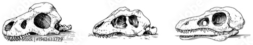 Dinosaur Skulls Set Fossil Predatory Theropod Bones Sketch Vintage Paleontology Illustration