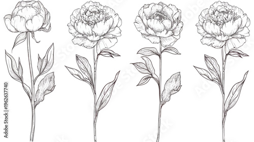 Four sketched peony stems, each with leaves, petals, and shading in delicate strokes