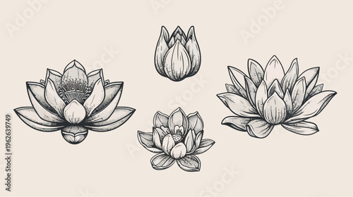 Four detailed illustrations of water lilies with varying stages of bloom,  in vintage style