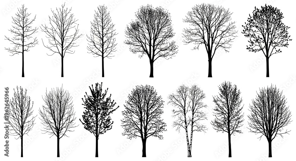Obraz premium Bare trees with various branch structures and sparse foliage