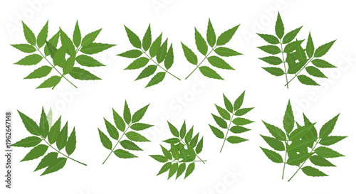 Fresh green leaves of a plant on a white background. EPS Editable. Vector Illustrations.