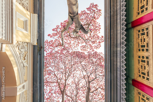 Photography The pink magnolia in the Presidential Palace in Nanjing