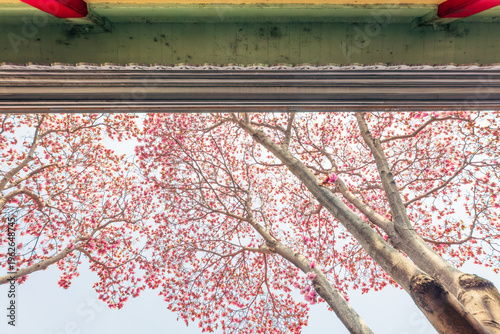 Картината върху платно The pink magnolia in the Presidential Palace in Nanjing