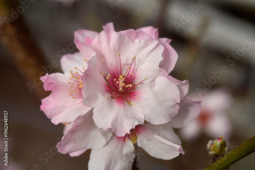 アーモンドの花