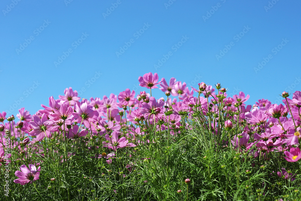 Obraz premium Pink cosmos flowers blooming in a sunny garden with blue sky