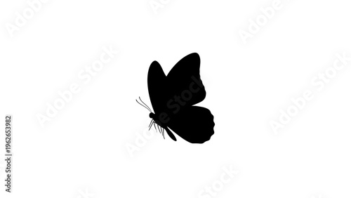 black butterfly silhouette on white background