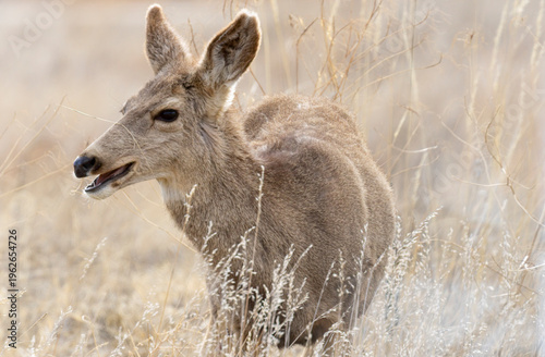 Mule Deer Foraging
