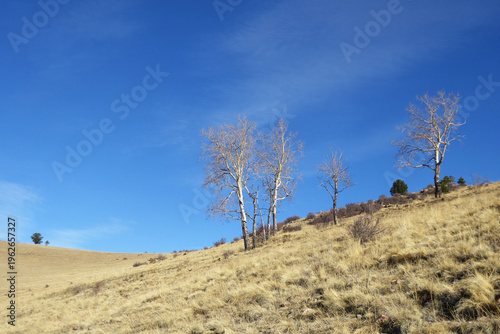 Aspen Stand and Blue Sky