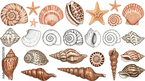 Collection of Seashells and Starfish, Hand-Drawn Marine Life, Beach, and Coastal Designs, Ocean Sea Shells and Natural Elements for Summer Themes