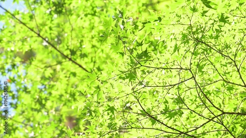 鮮やかな新緑の木漏れ日と爽やかな夏の青空