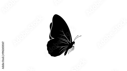 black butterfly silhouette with white details on white background