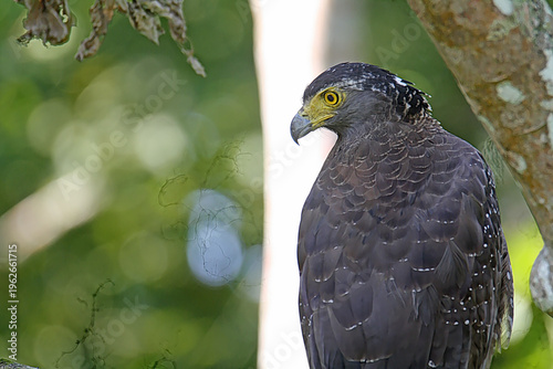 Crested Serpent Eagle