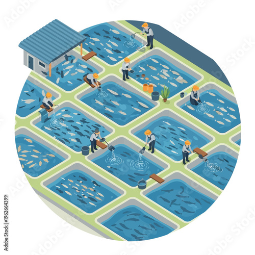 Fish farming industry workers in action.