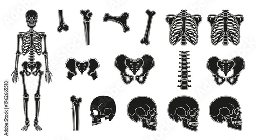 Human skeleton and skull illustrations.