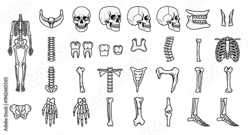 Anatomical human skeleton and bones illustrations.
