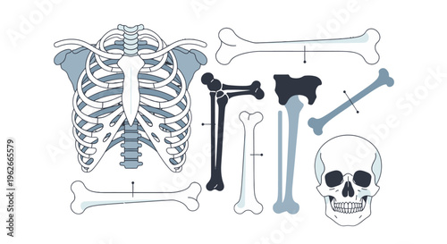 Anatomical illustration of human skeleton bones.