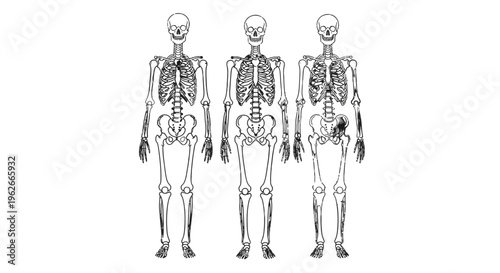 Human skeleton anatomy illustrations in medical style.