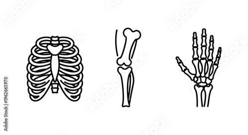 Anatomical illustrations of human skeleton parts.