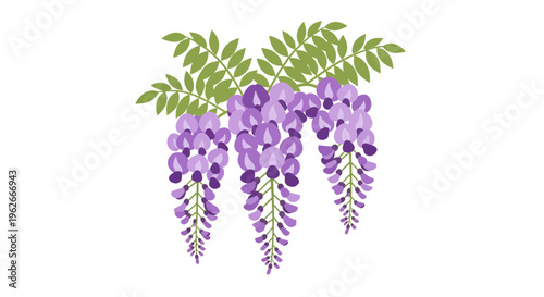 Wisteria Illustration, Vector Style Graphic, Botanical Design, Floral Element, Springtime Art