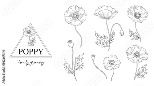 A botanical illustration showcases several poppy flowers and buds arranged with a triangular design and handwritten text high quality professional detailed modern elegant stylish clean crisp