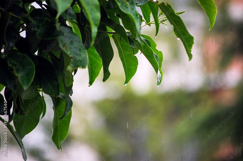 Obraz premium Green leaves with water droplets in the rain showing nature's freshness