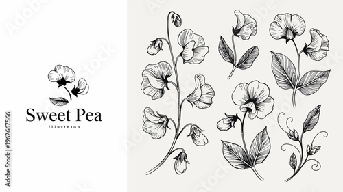 A vintage style botanical illustration features delicate sweet pea flowers and winding vines rendered in a detailed monochrome sketch high quality professional modern elegant stylish clean