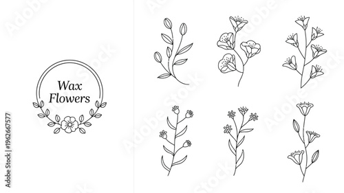 A collection of delicate hand drawn floral line art illustrations featuring wax flowers and botanical elements in black and white high quality professional detailed modern elegant