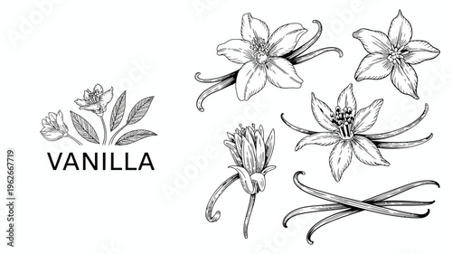 A detailed black and white botanical illustration showcases various stages of the vanilla plant from budding flowers to ripe beans high quality professional modern elegant stylish