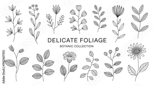 A collection of delicate botanical illustrations depicts various leaves flowers and stems in a minimalist black and white style high quality professional detailed modern elegant stylish