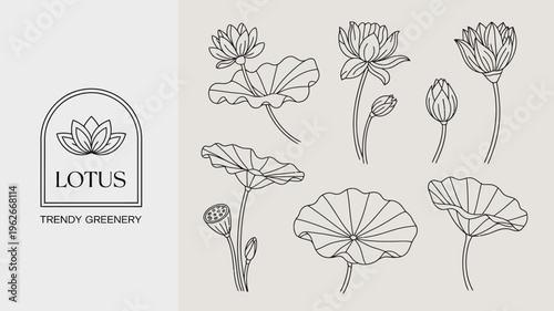 A minimalist graphic design featuring line art illustrations of lotus flowers leaves and seed pods with accompanying text high quality professional detailed modern elegant stylish clean
