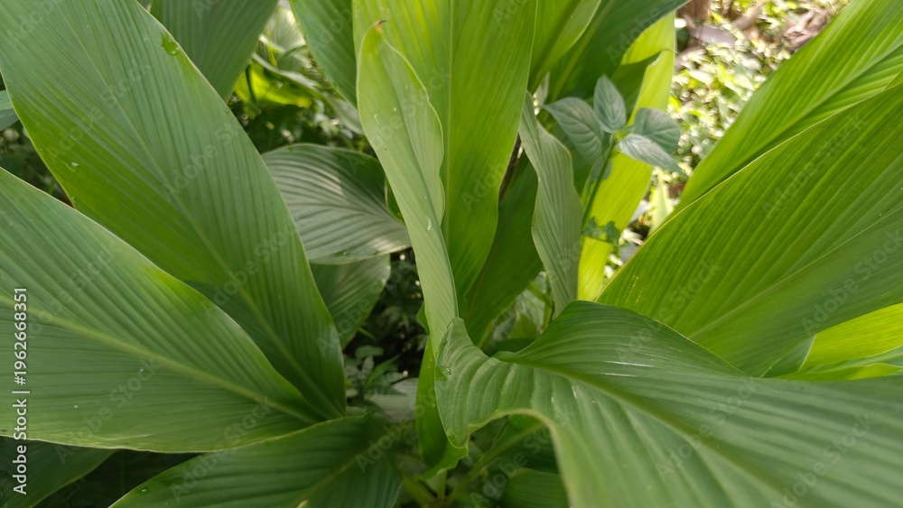 Fototapeta premium Close-up of fresh green turmeric leaves with prominent vein texture. Natural tropical foliage background for wellness and eco-friendly designs.