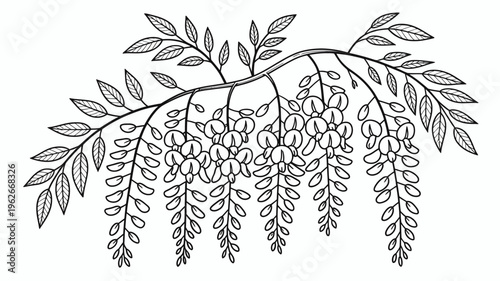 A detailed black and white illustration depicts a cascading wisteria vine showcasing its delicate leaves and abundant clusters of pea like flowers high quality professional modern