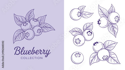 A delicate illustration showcases clusters of blueberries with detailed leaves presented in a vintage hand drawn style with artistic flair high quality professional modern elegant stylish