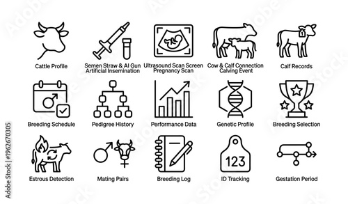 Cattle breeding process overview with genetic and performance insights