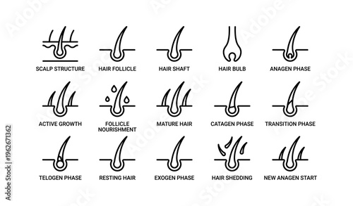 Hair growth cycle diagram with scalp structure and follicle phases