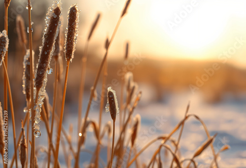 Frosted Winter Grass with Golden Bokeh and Sunlight at Sunrise