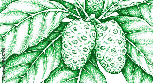 Ripening noni fruits (Morinda citrifolia) growing on a branch with green leaves: Design for Health and Wellness Blogs, Traditional Medicine Research, or Tropical Juice Branding. Transparent SVG.