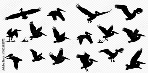 Set of pelican silhouettes in various flying and standing poses, isolated on a transparent background.