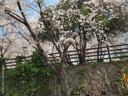 cherry blossom tree