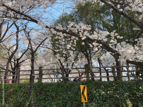 cherry blossom tree