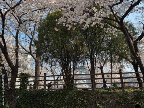 cherry blossom tree