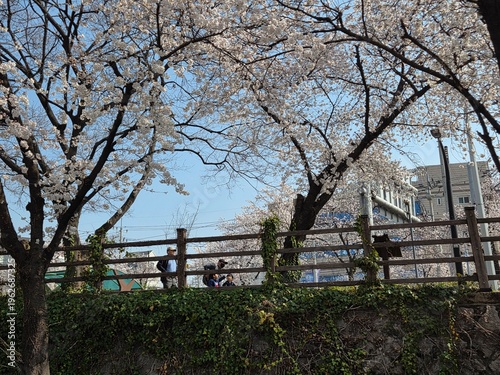 spring in the park