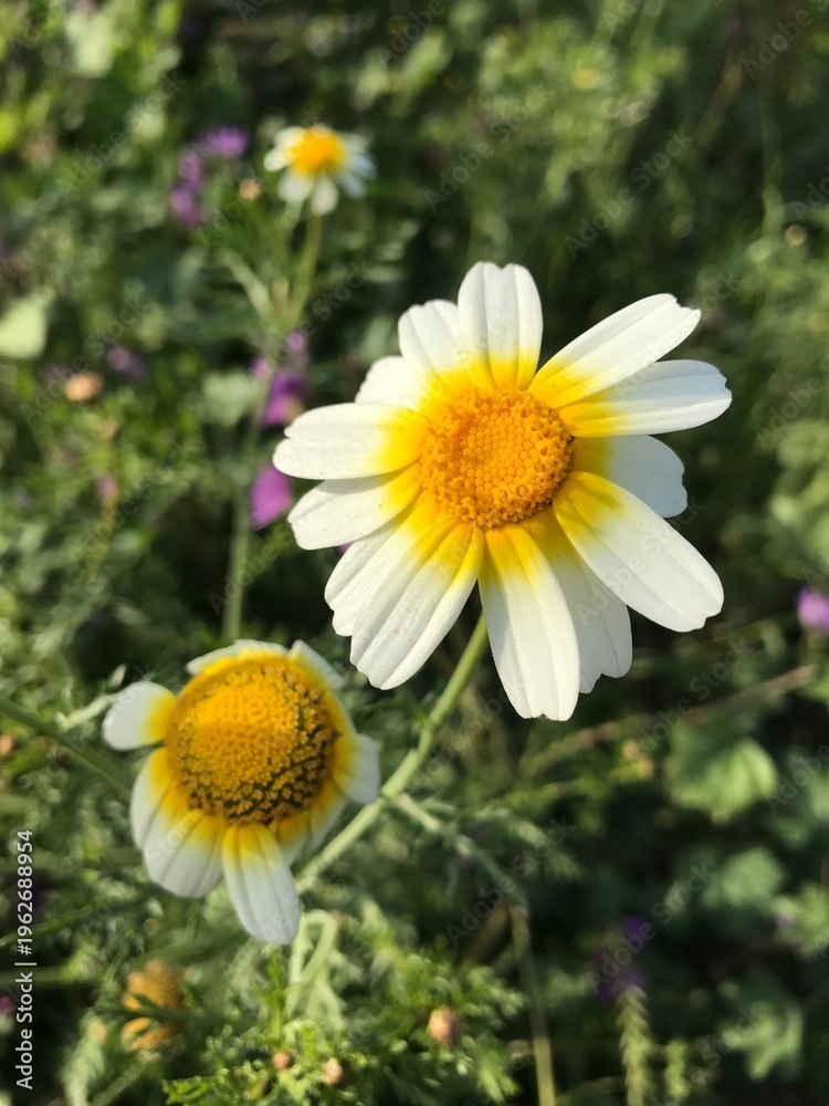 Obraz premium Crown Daisy close up. Glebionis coronaria. Marguerite Daisy flowers. – Close-up of Blooming Flower in Natural Garden Setting. Wild daisy flower.